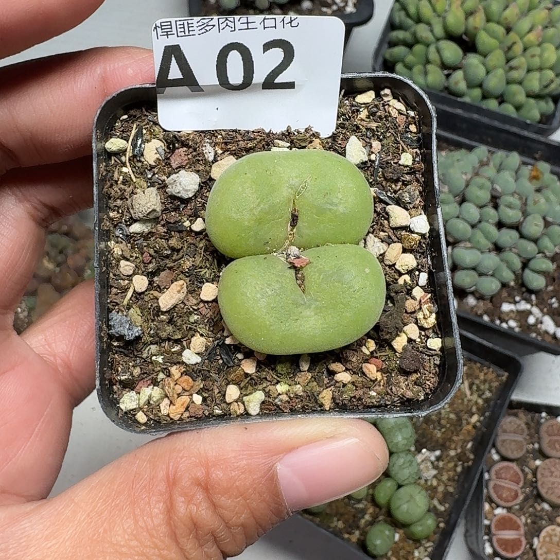 2多肉植物多肉植物