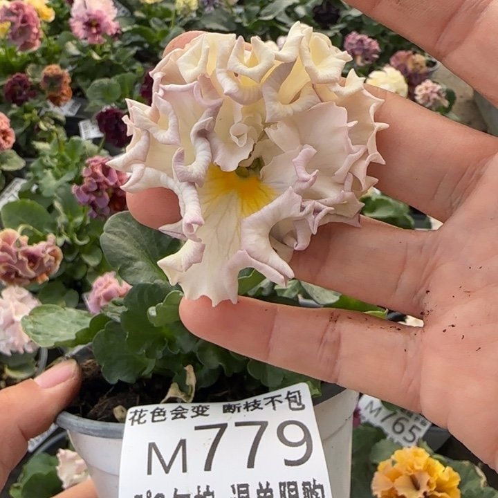 无花朵M779小苗默认苗晃零下5勿拍