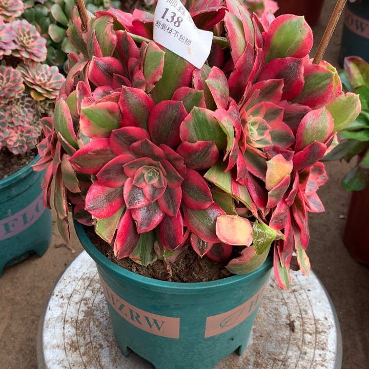 138女妖多肉植物特价