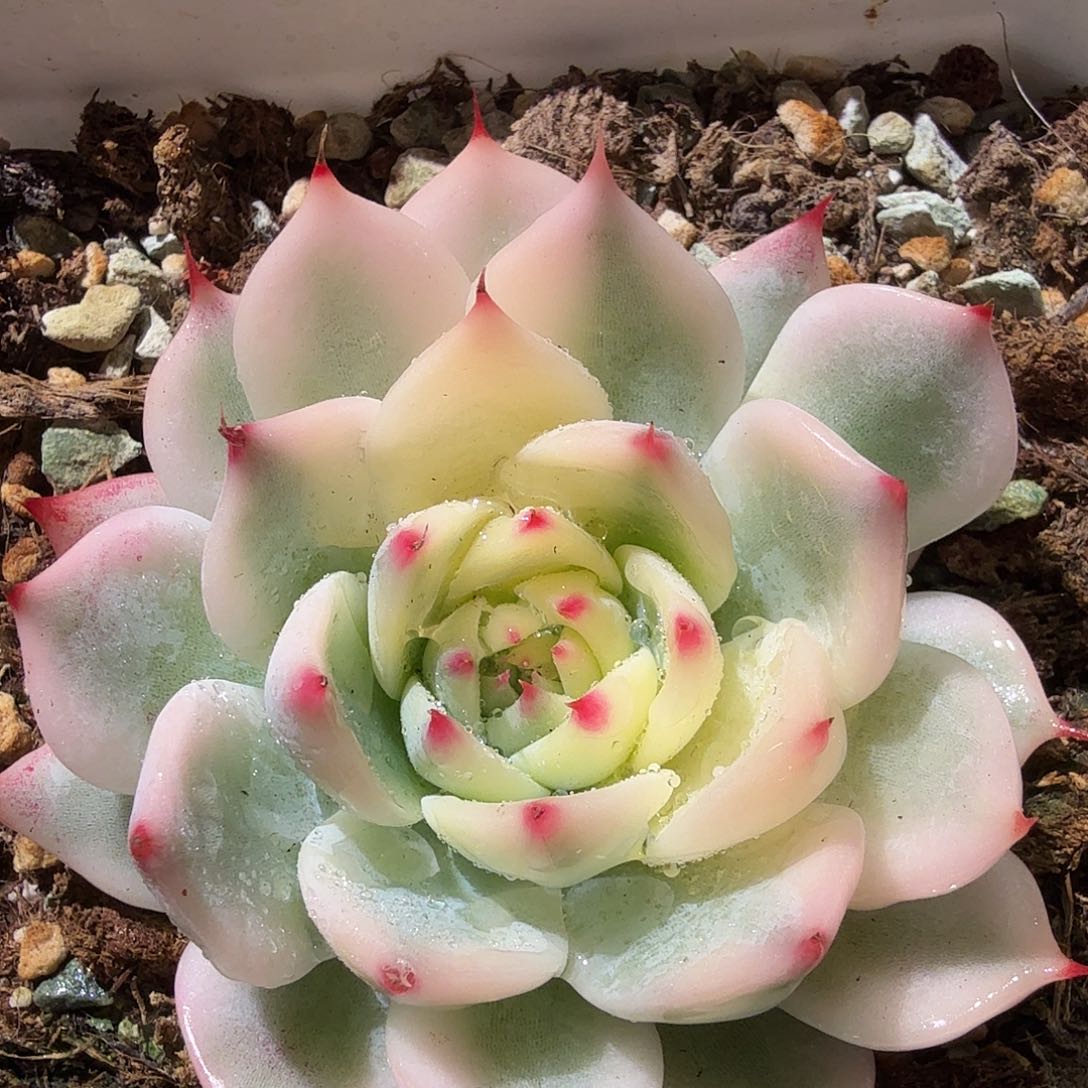 吉娃娃锦，多肉植物