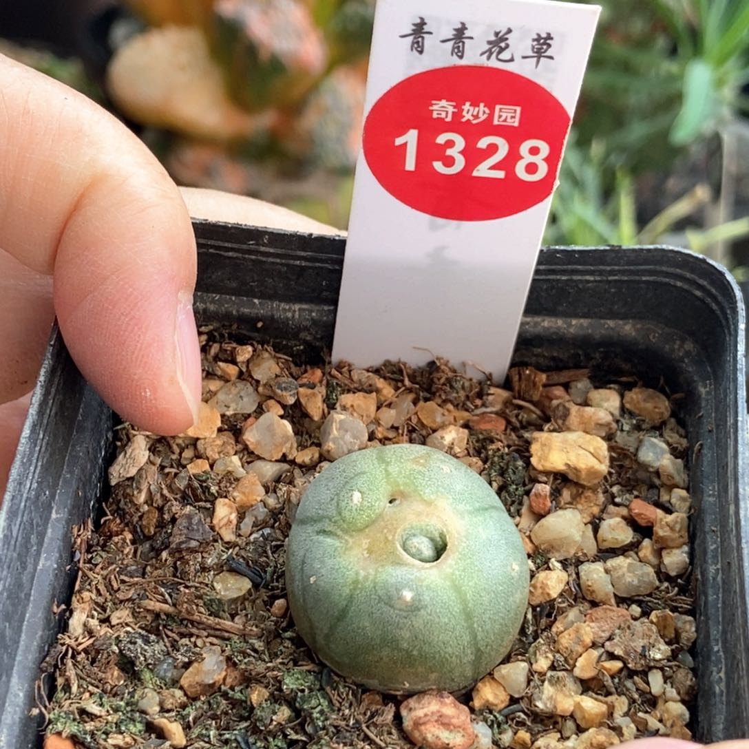 实生海鲜石花2.4cm