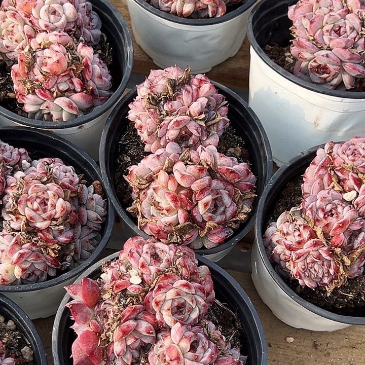 糖心         天鹅绒