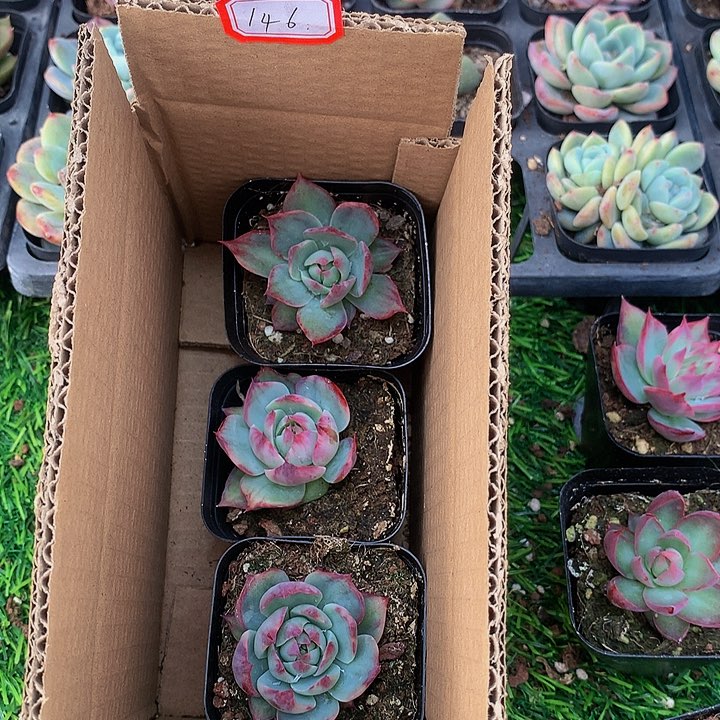 A146惊鸿仙子多肉