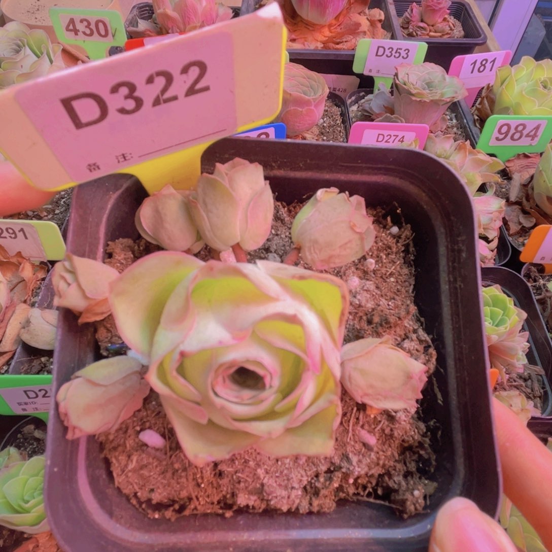 322山地玫瑰绿色