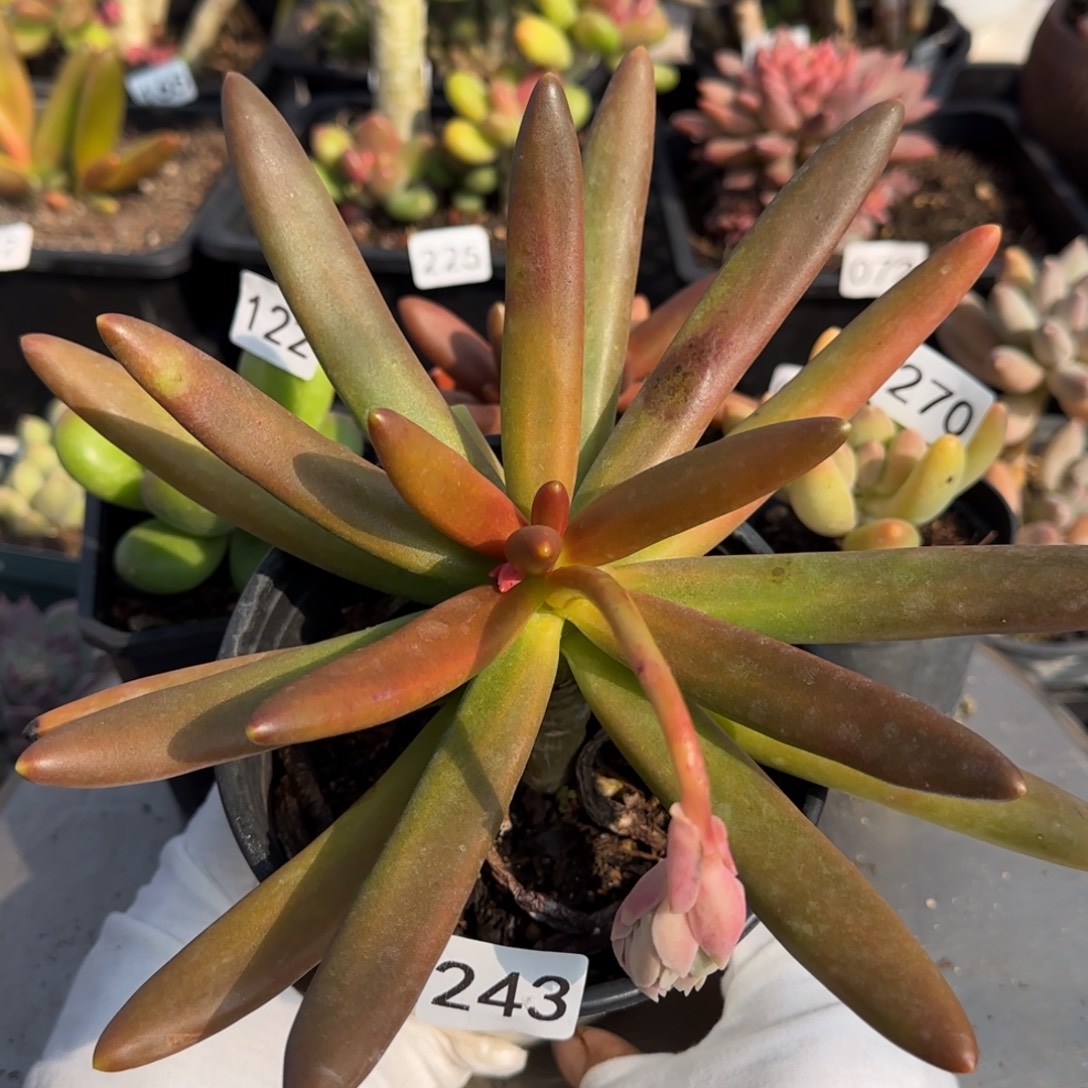 243号一物一拍一物一拍一物一拍