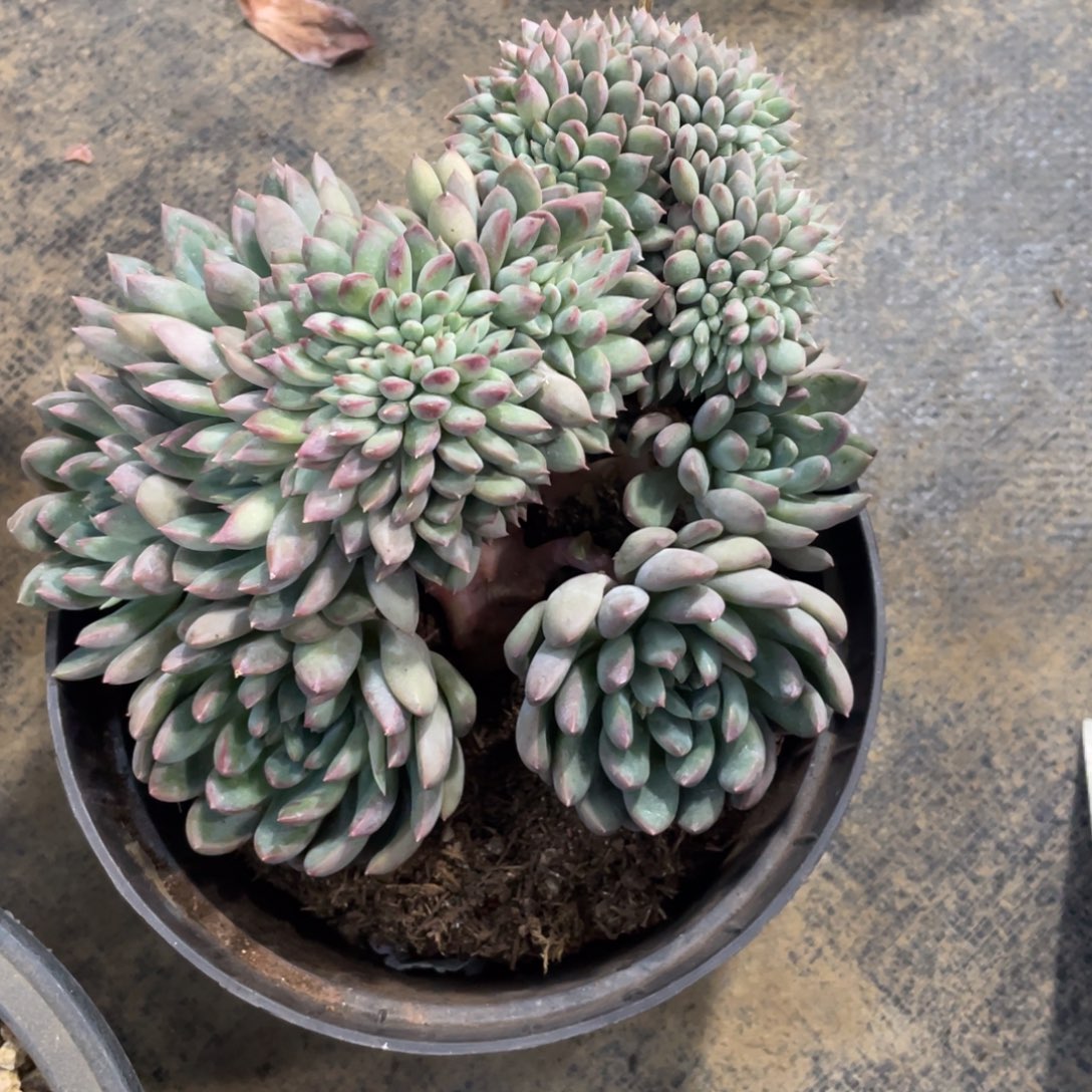 冰激淋缀冠幅16 公分一物一拍