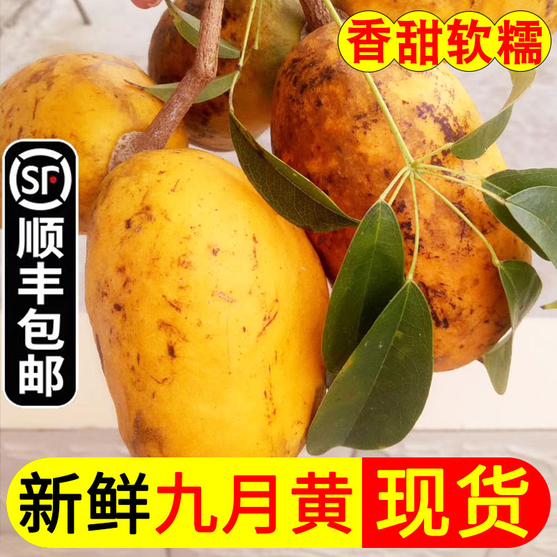 新鲜九月黄水果新鲜八月瓜网红鲜果牛卵坨麻藤包木通果一整箱甜瓜