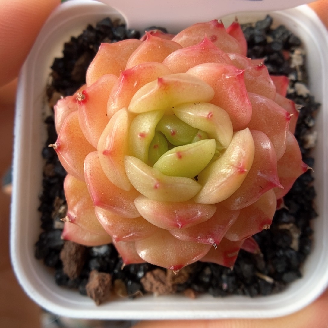 油透珍妮可拍972号