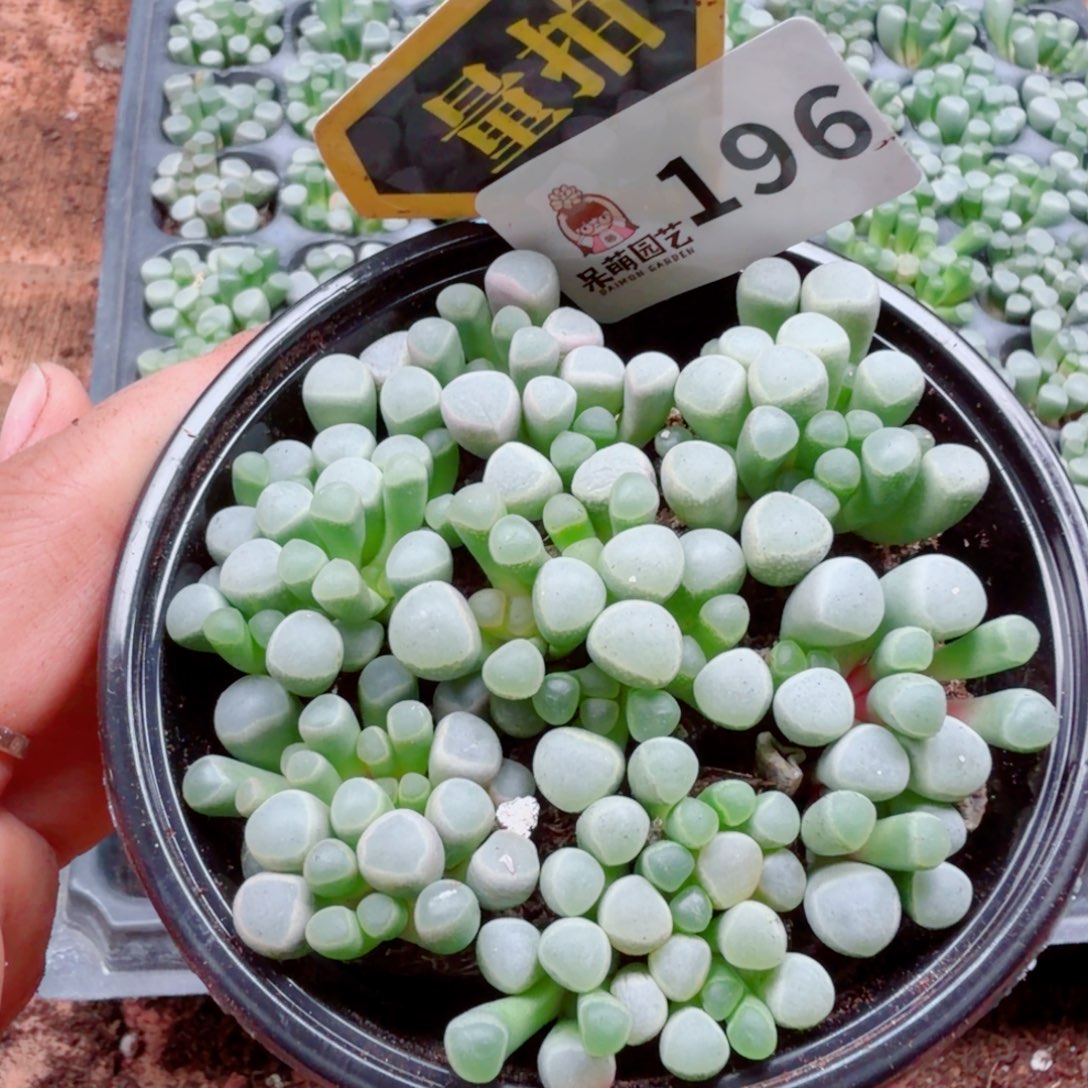 多肉植物多肉植物