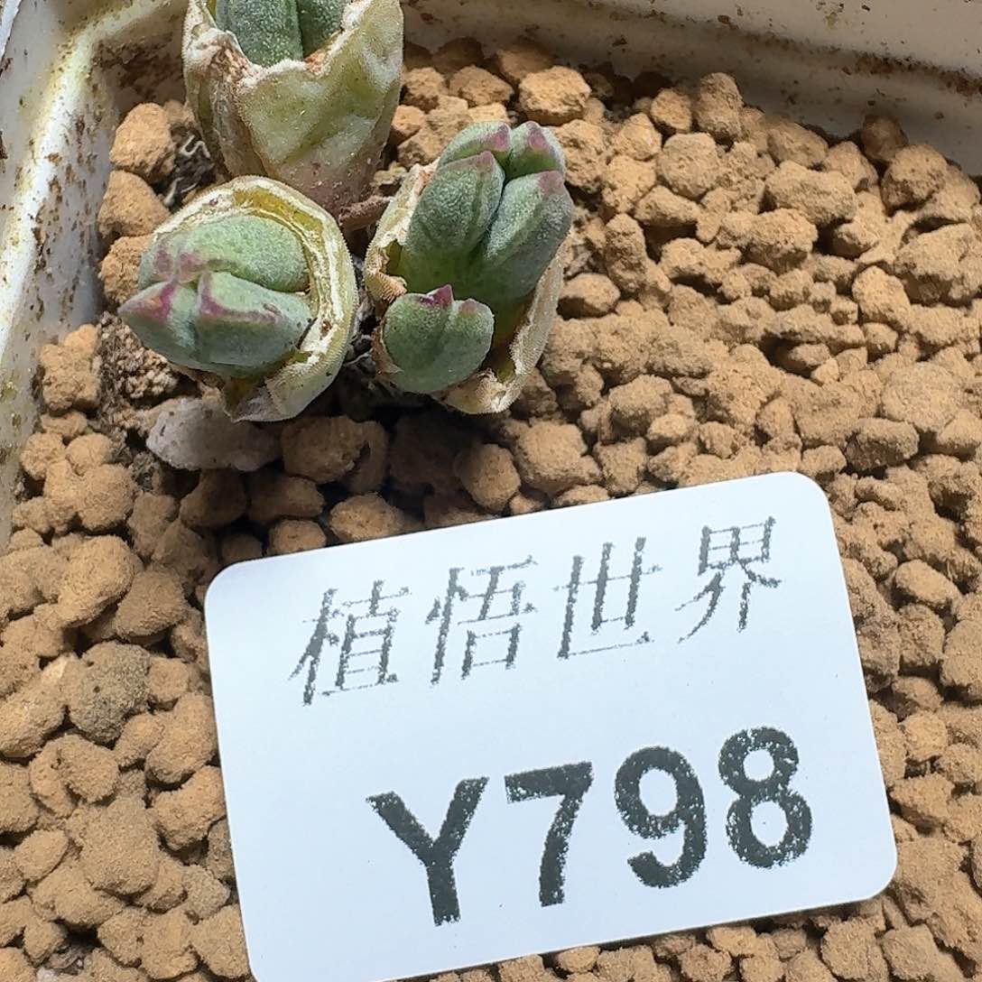 798盒多肉植物哇c f
