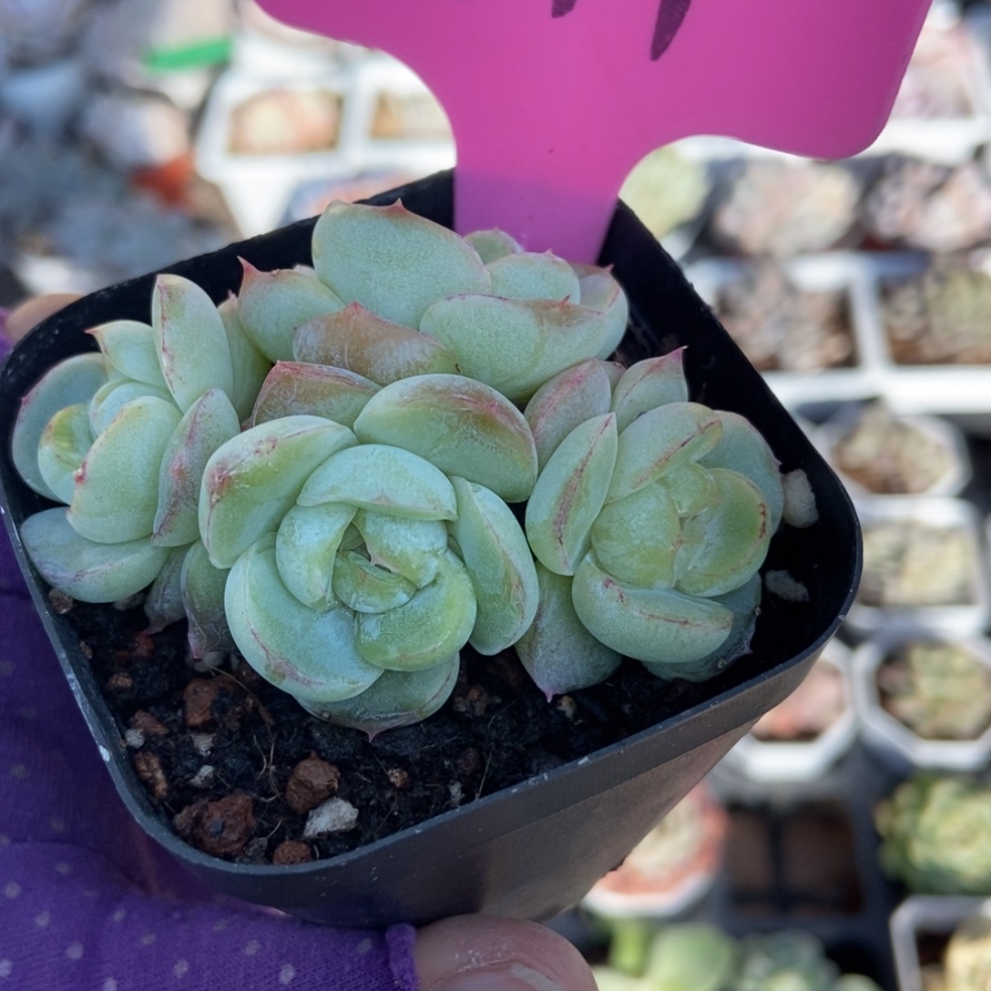 811胖虎珍妮多肉植物