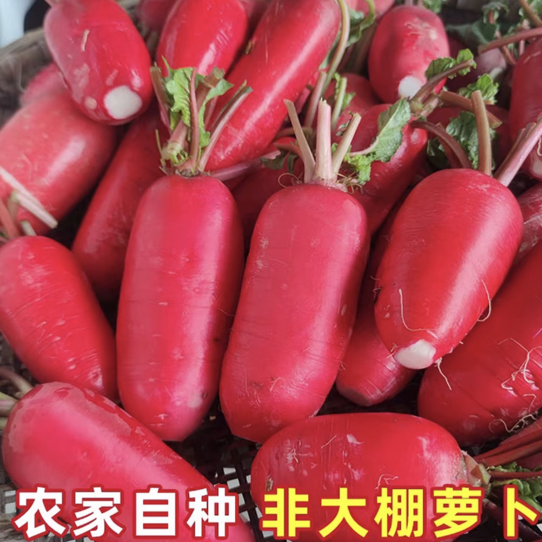 湖南湘西农家红萝卜