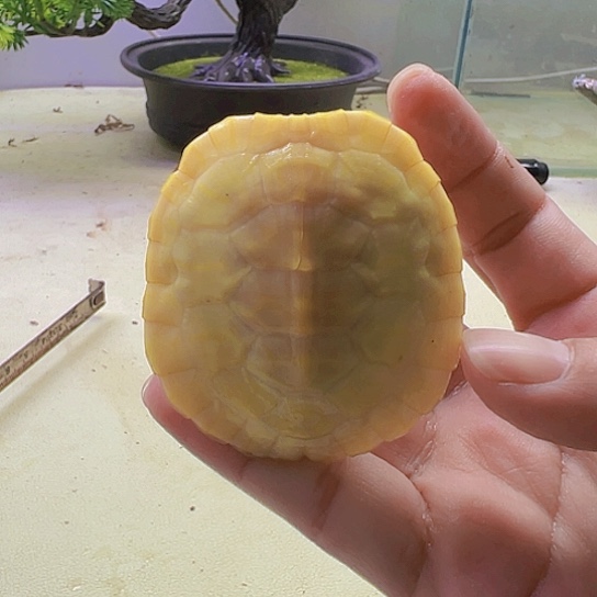宠物龟不分公母6厘米宠物白化变异龟深水