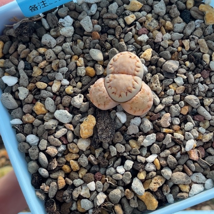 2630大针脚金边饼干1颗脱土发货