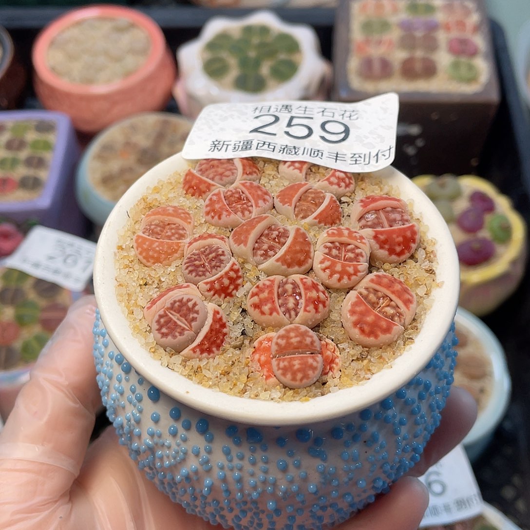 相遇生石花链接259