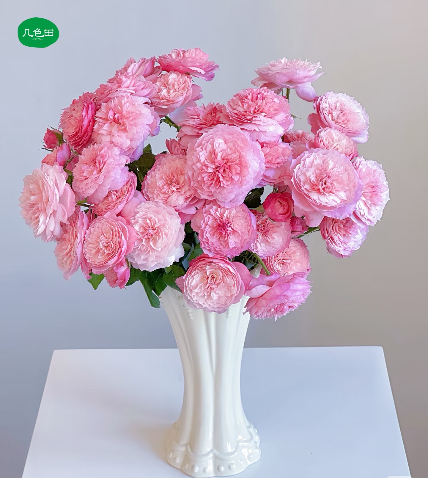 康斯坦茨—稀有多头玫瑰云南直发鲜花云南花插花鲜花