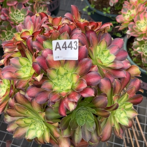 443韶华25厘米左右