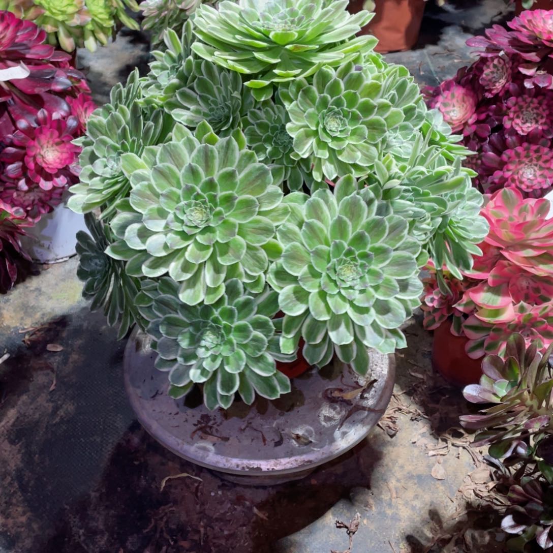 多肉植物碧浪201