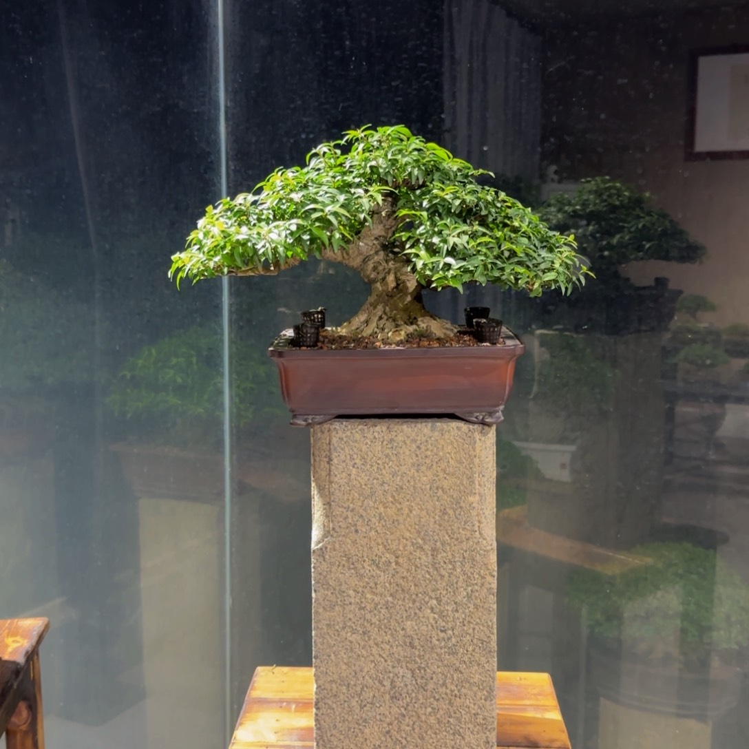 健***林11111111111香水茉莉