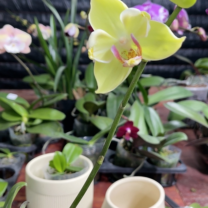 当前无花栽培后可以开花绿如意变异