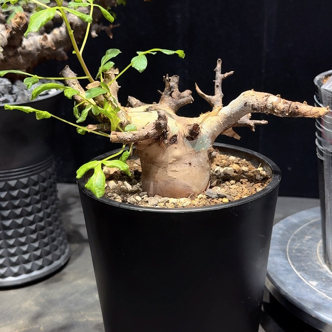 吧***唧马萨比特橄榄寄养