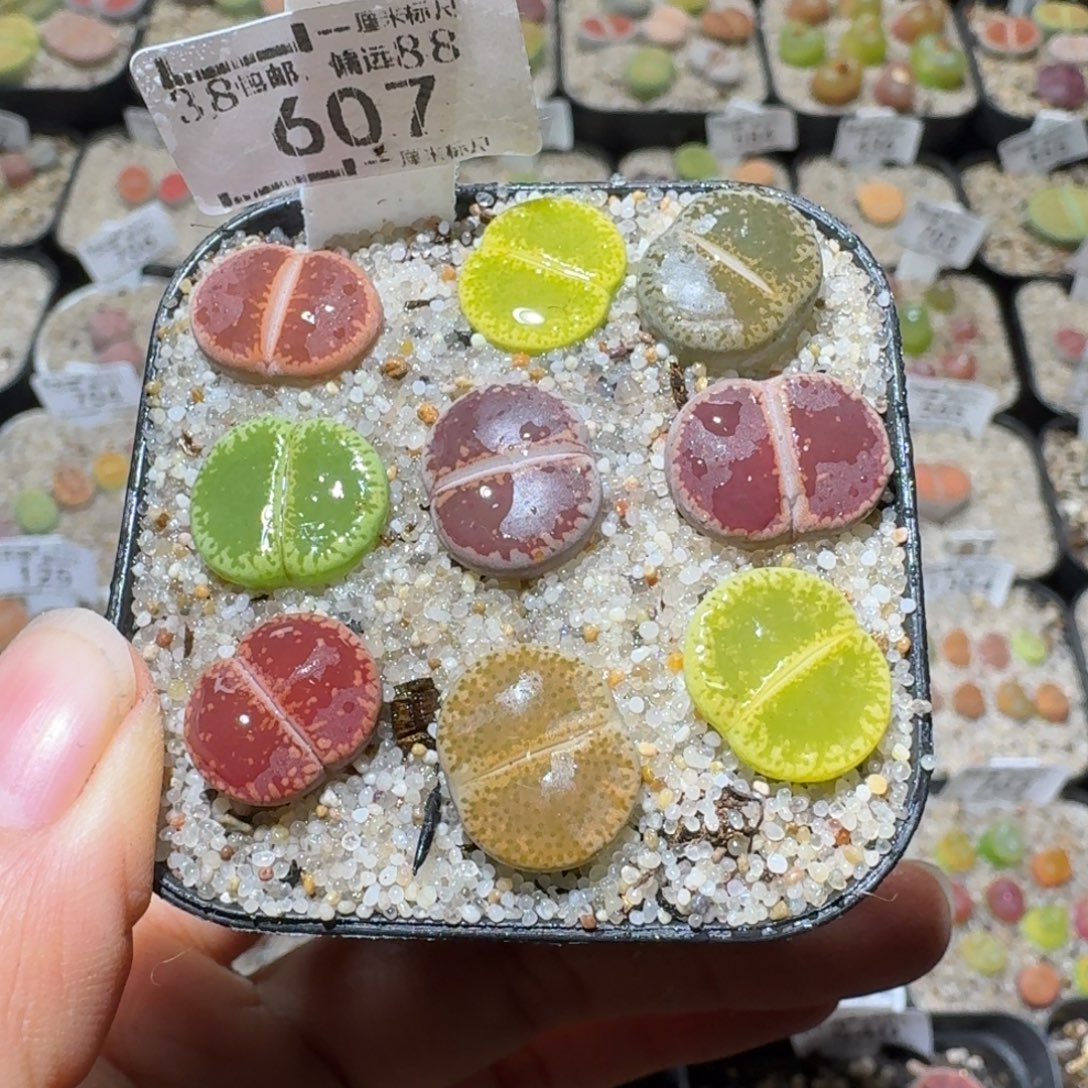 Sss精品清货价607