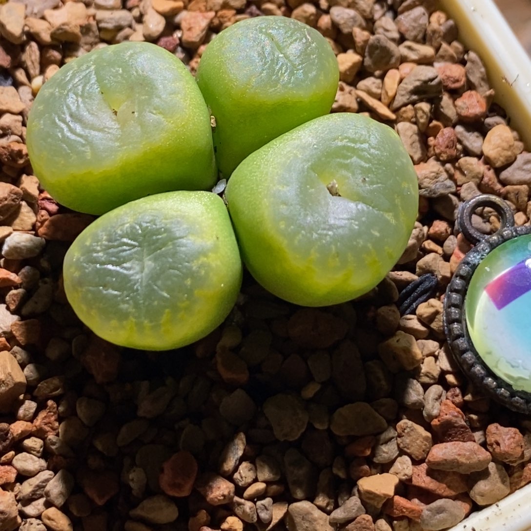 招***猫191/四头满窗拉登杂