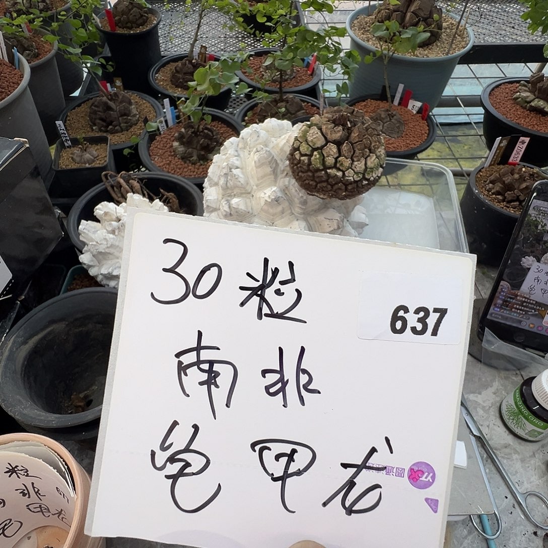 多肉植物专拍植物不退换 一物一拍 637