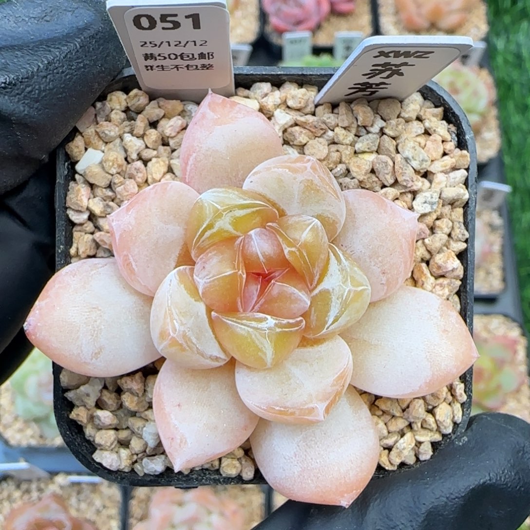 051   苏芳   5厘米盆