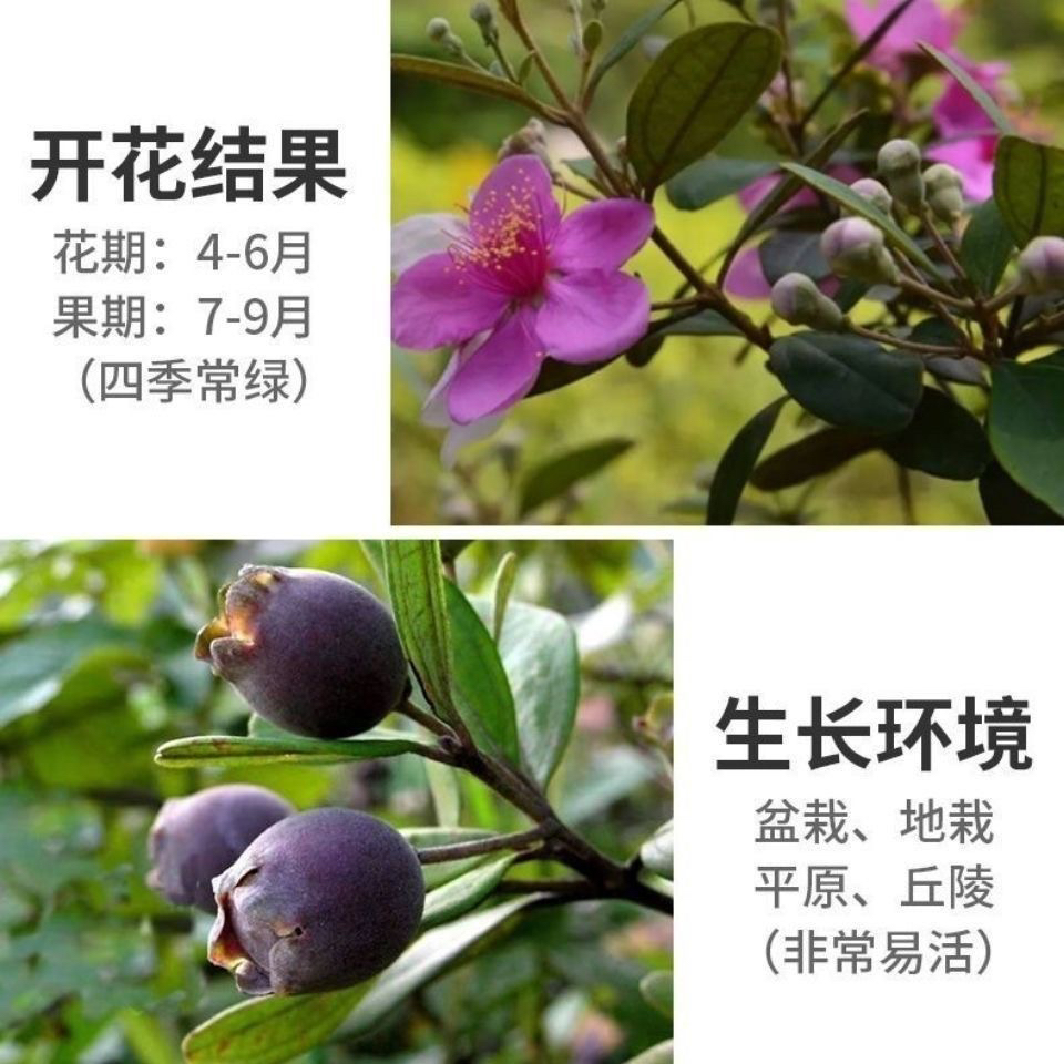 直播间桃金娘山竹一物一拍所见即所得，果苗可选俗名招财树捻子果