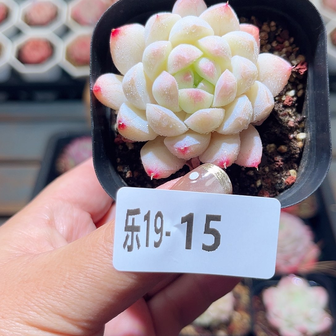 乐19-15 明月心单头