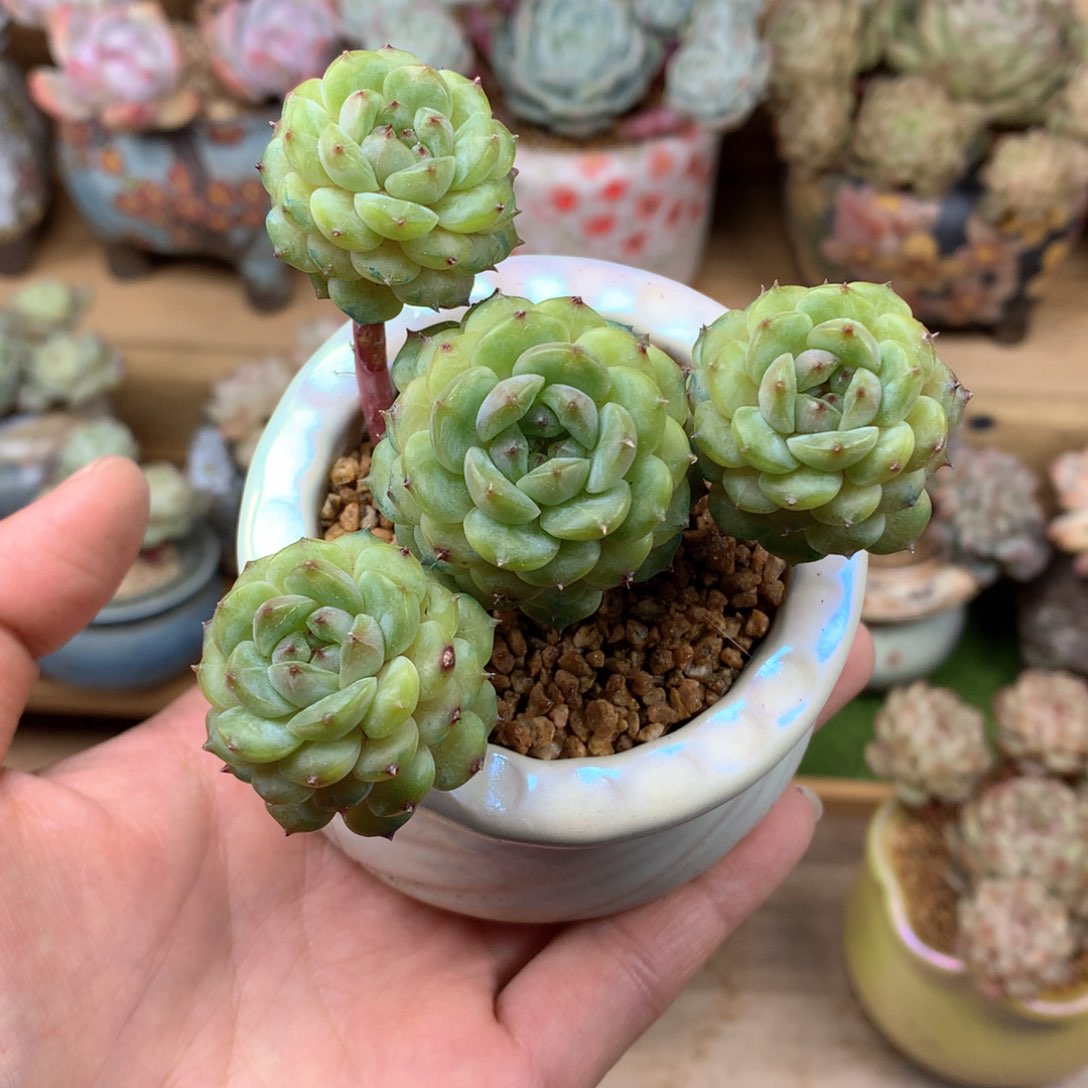 珍妮心群一物一拍整