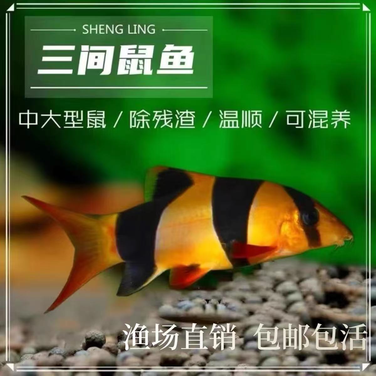 三间鼠热带观赏鱼清洁工具鱼除藻小能手好养易活淡水底层清理残渣