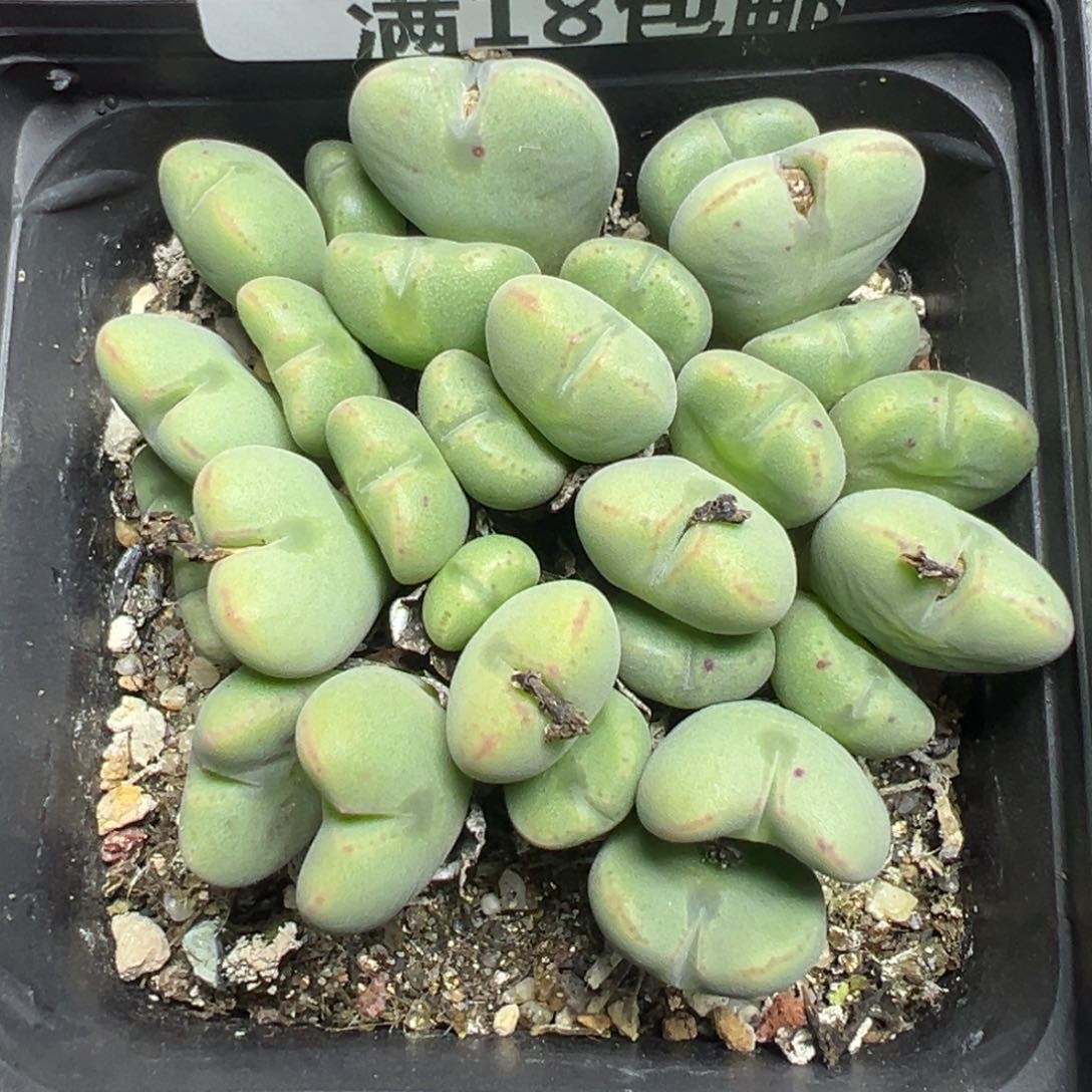 【闪购商品】 451。    