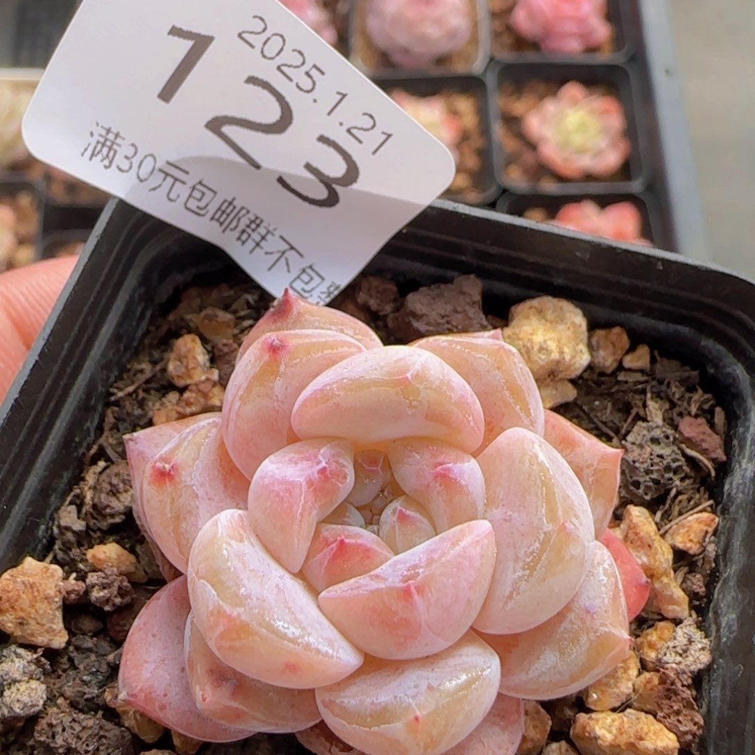 琥珀单头一颗脱土发货