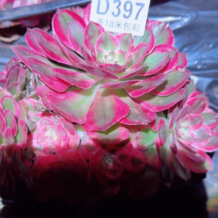 多肉法师淘宝福利，