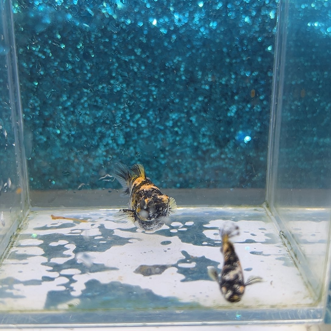 黑玛丽鱼老虎玛丽一对