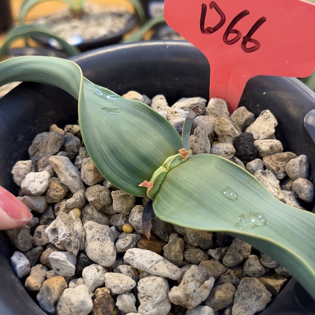 汤圆植物D66百岁兰