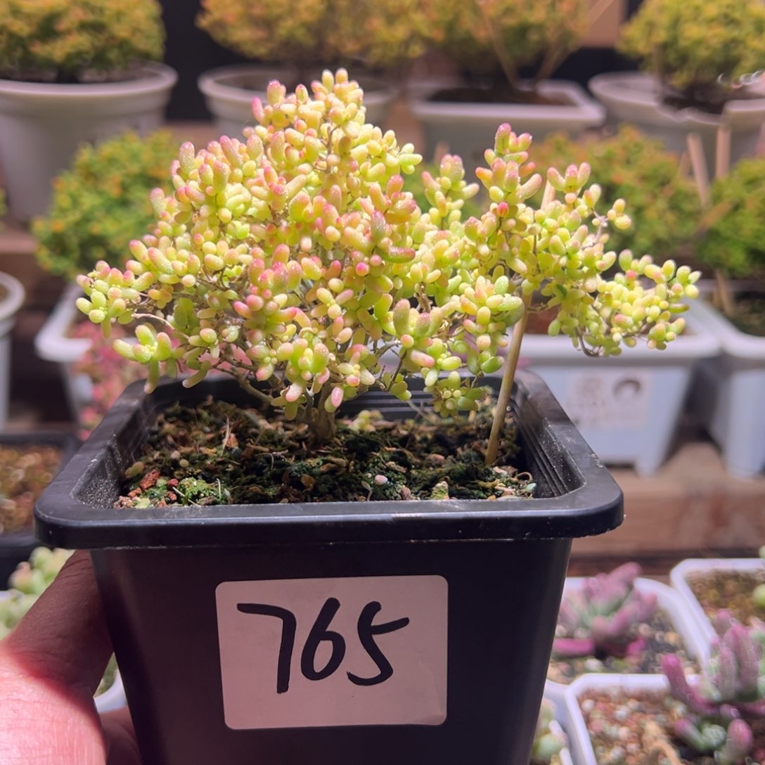 宸***冉765米粒锦一物一拍包开箱