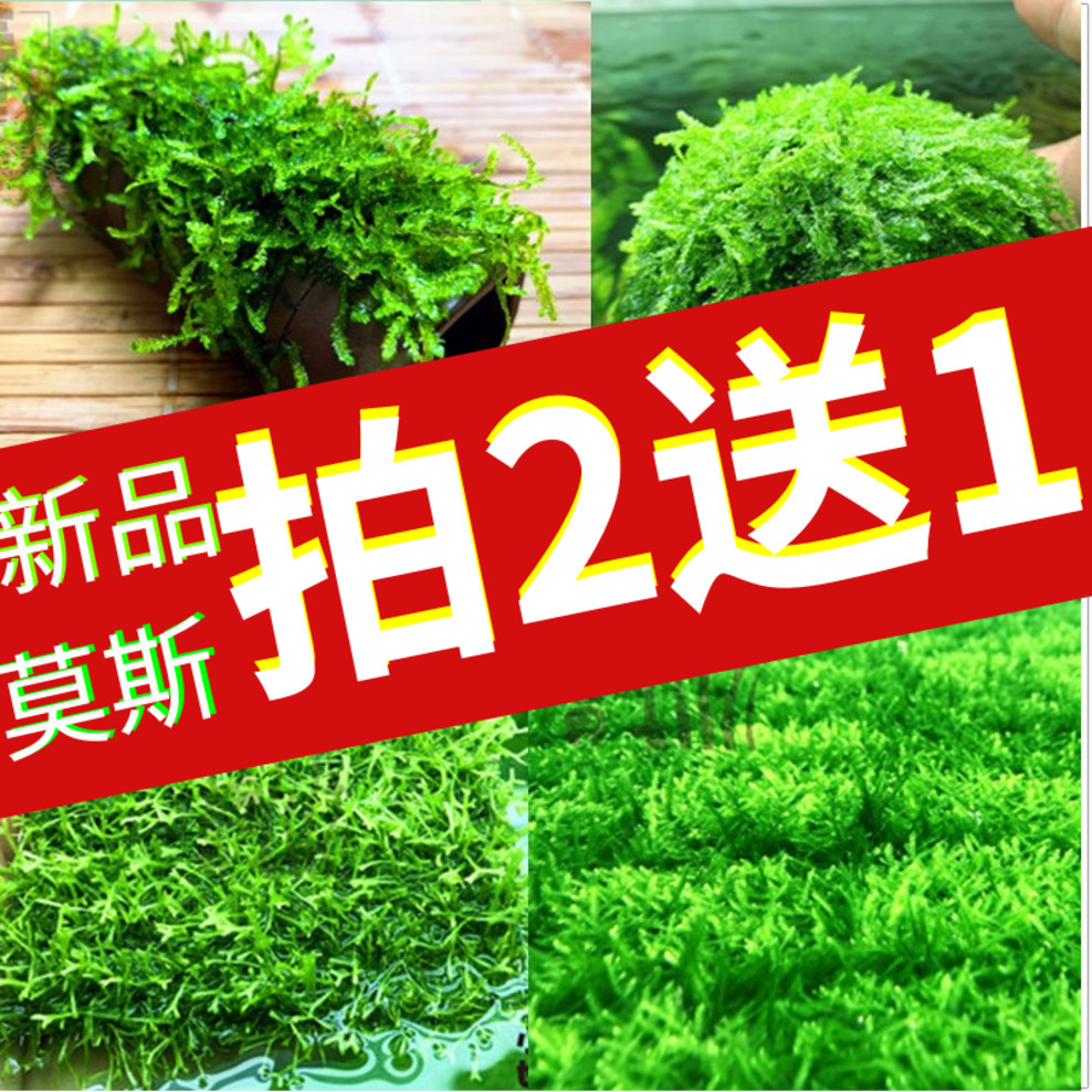 莫斯鱼缸沉木造景鹿角苔火焰垂泪松茸怪厥大三角新手懒人水草草坪
