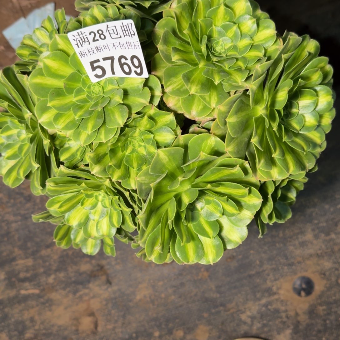 5769琉璃多肉植物