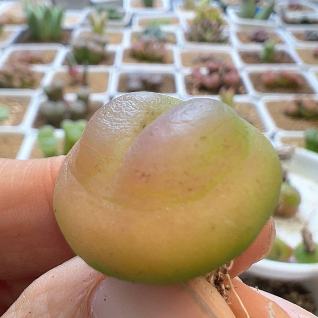 矮扁拉登 肉锥植物