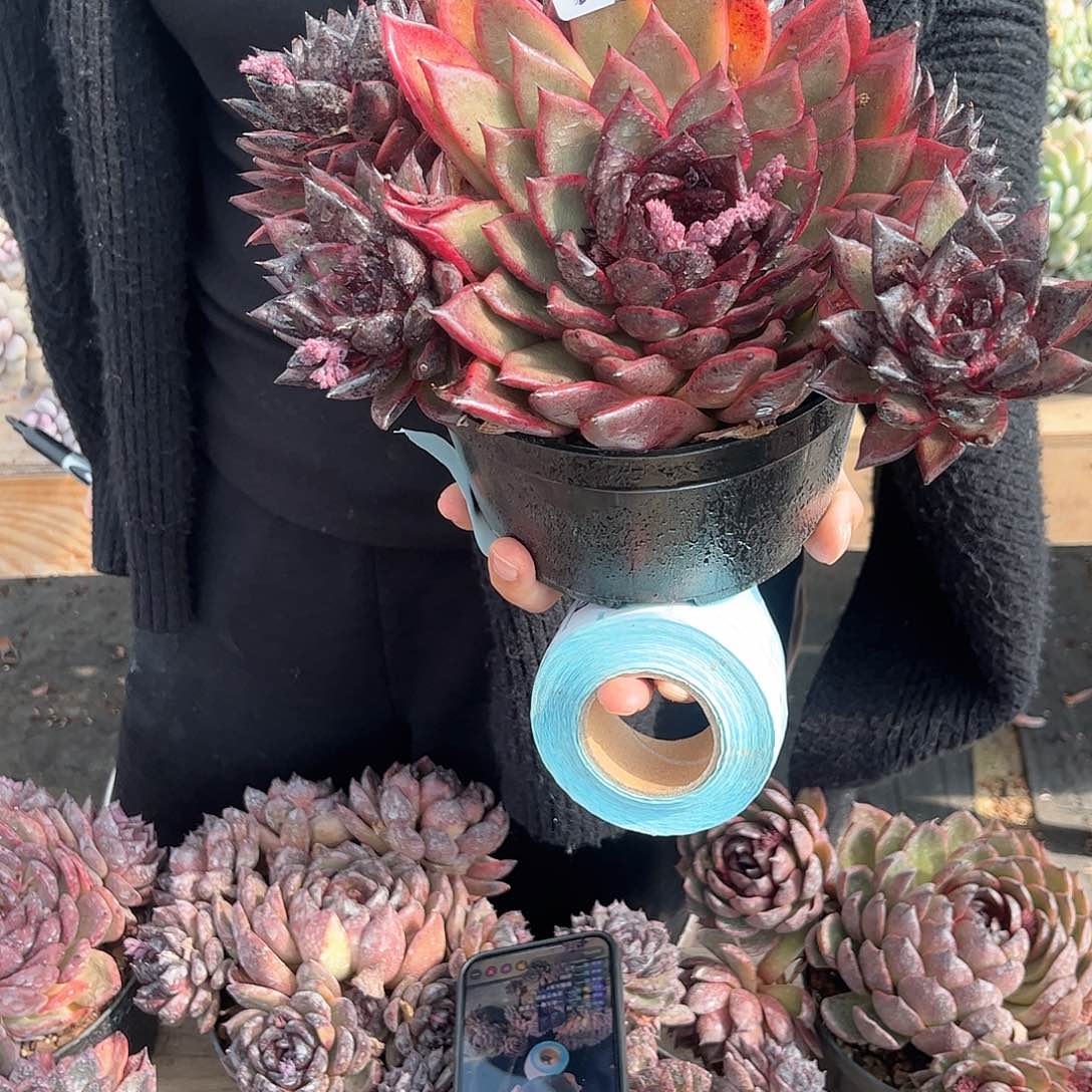 噉39号卡系多肉植物00000