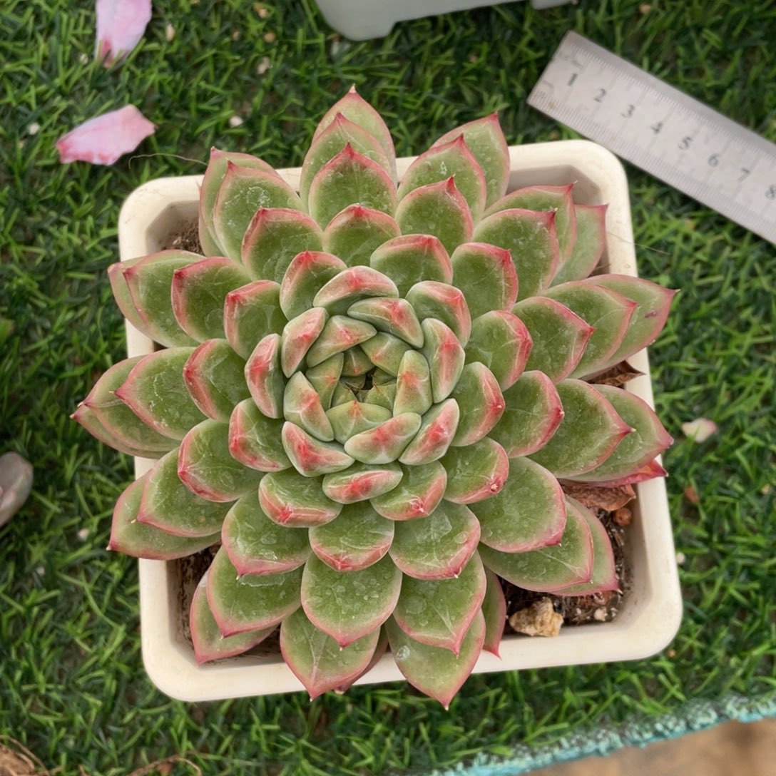 雪山珍妮冠幅12 公分一物一拍