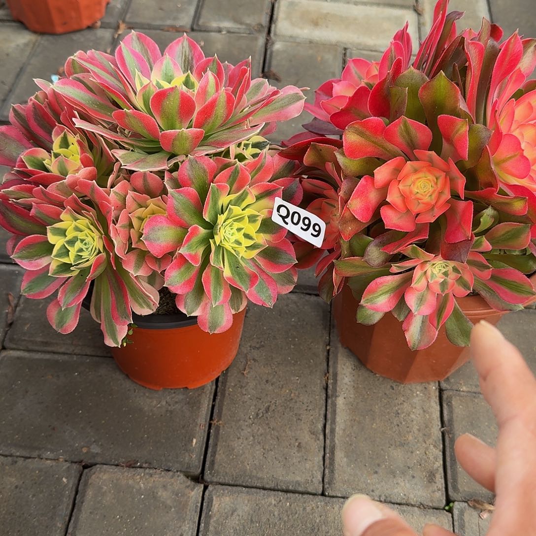 快**活099女巫白凤3冠服18.19左右