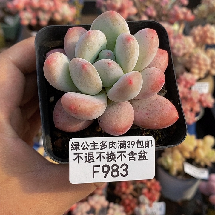 香水奶983多肉植物