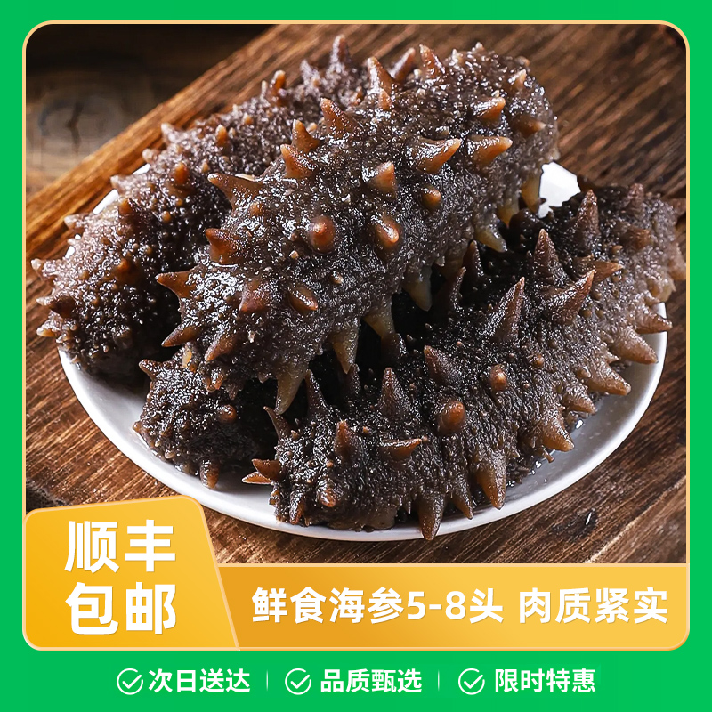 【鲜食海参】5-8头/斤辽刺参固形物80%以上顺丰发货次日达