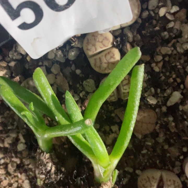 566小兔子碧光环3个