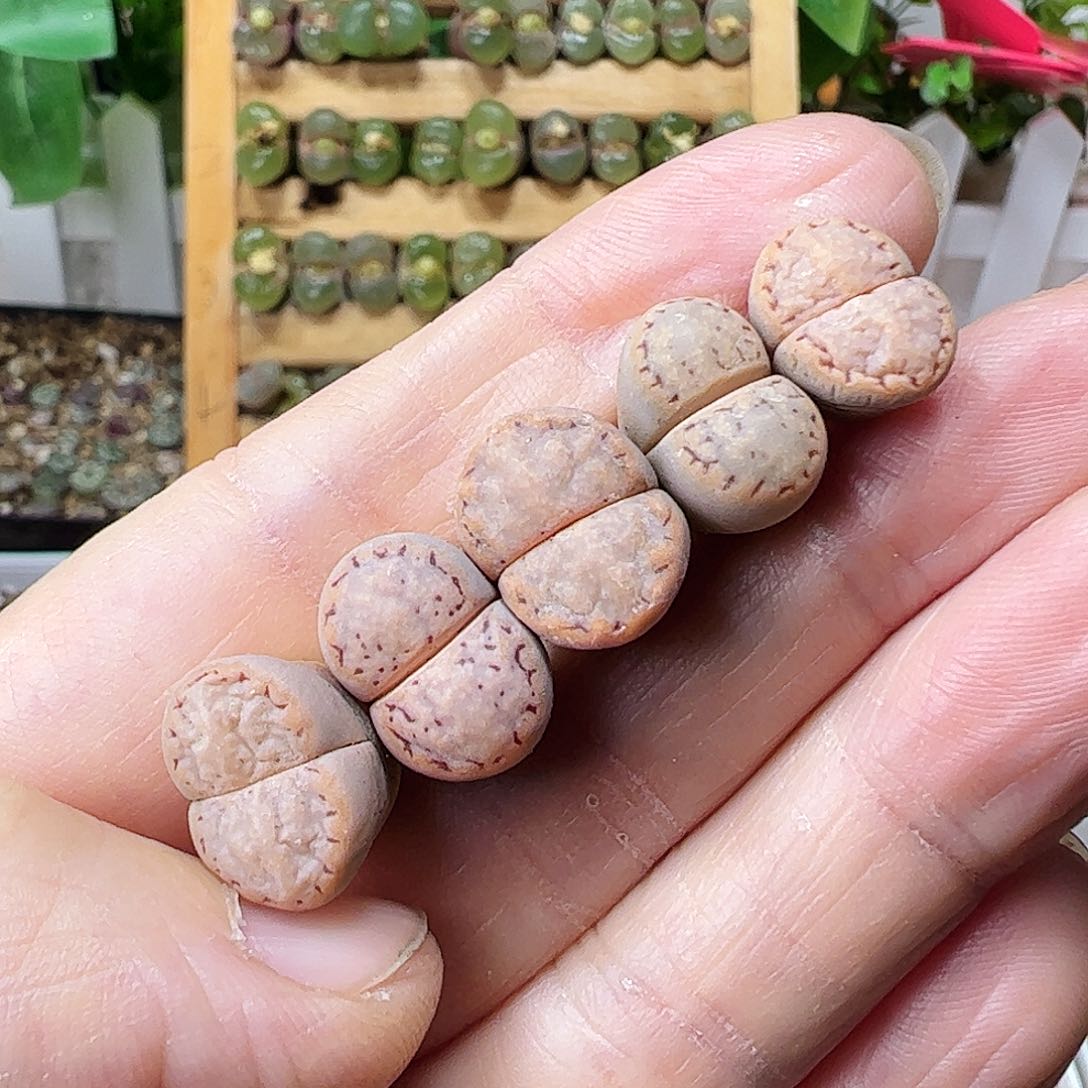 1621.6拿铁多肉植物馆