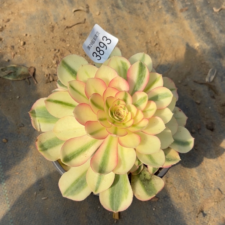 倾城多肉法师3893